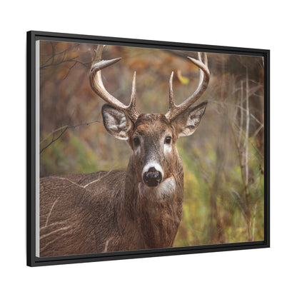 Woodland Buck | Framed Canvas