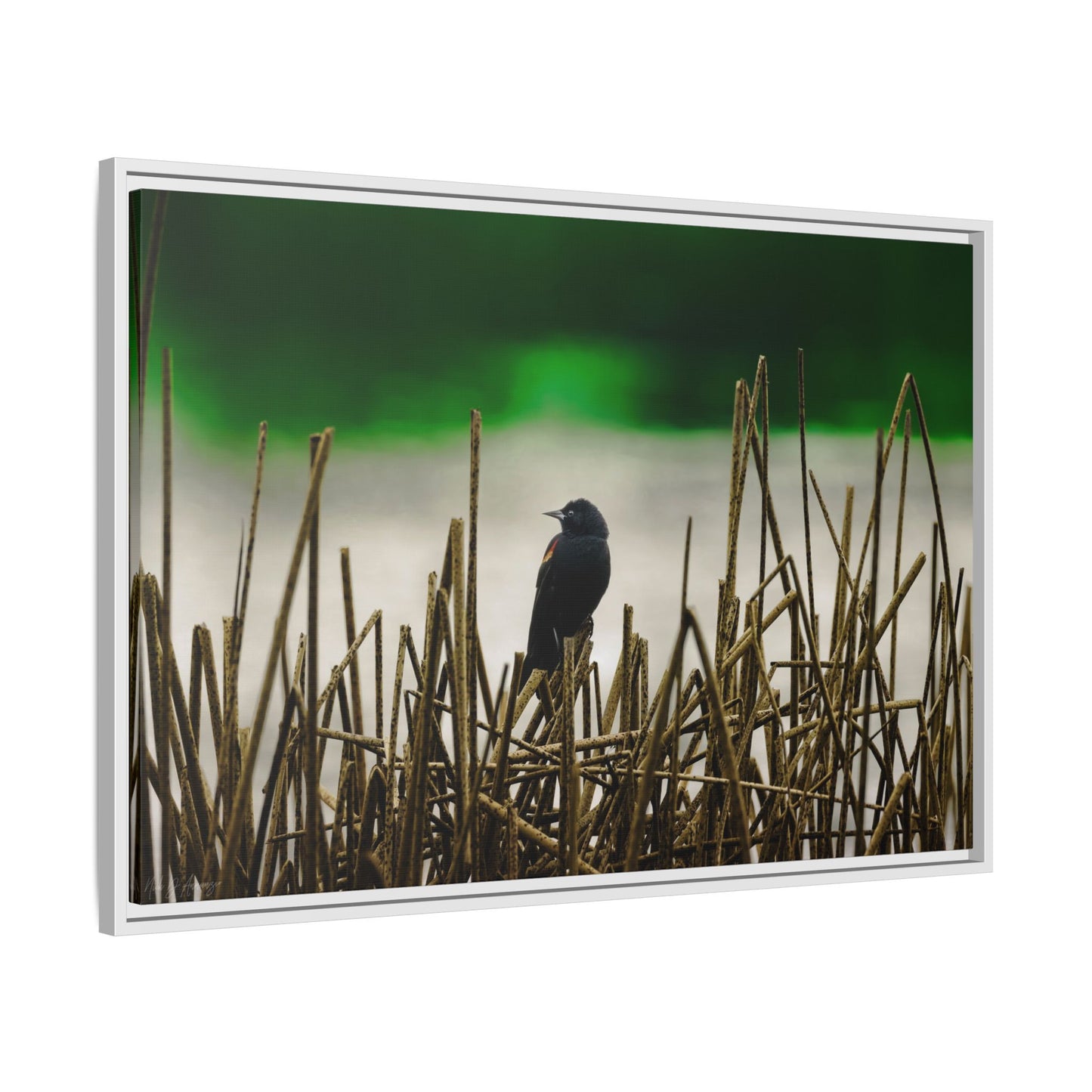 Blackbird | Framed Canvas