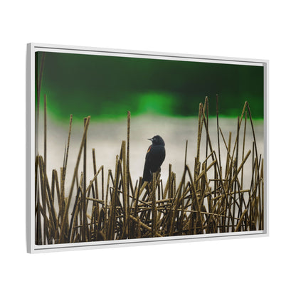 Blackbird | Framed Canvas