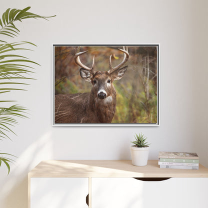 Woodland Buck | Framed Canvas