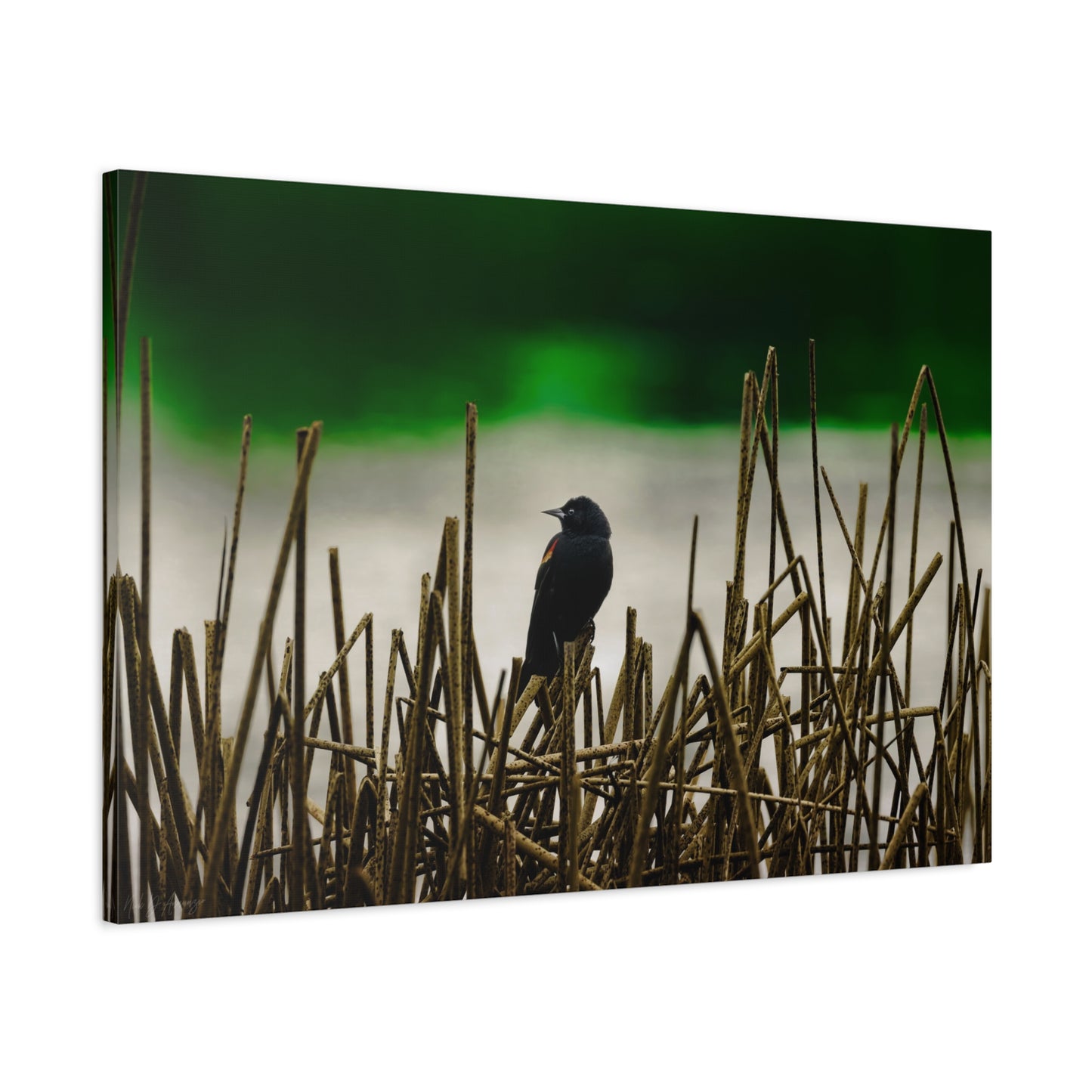 Blackbird | Canvas Print