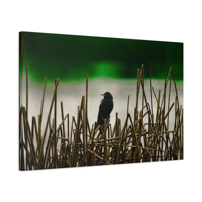 Blackbird | Canvas Print