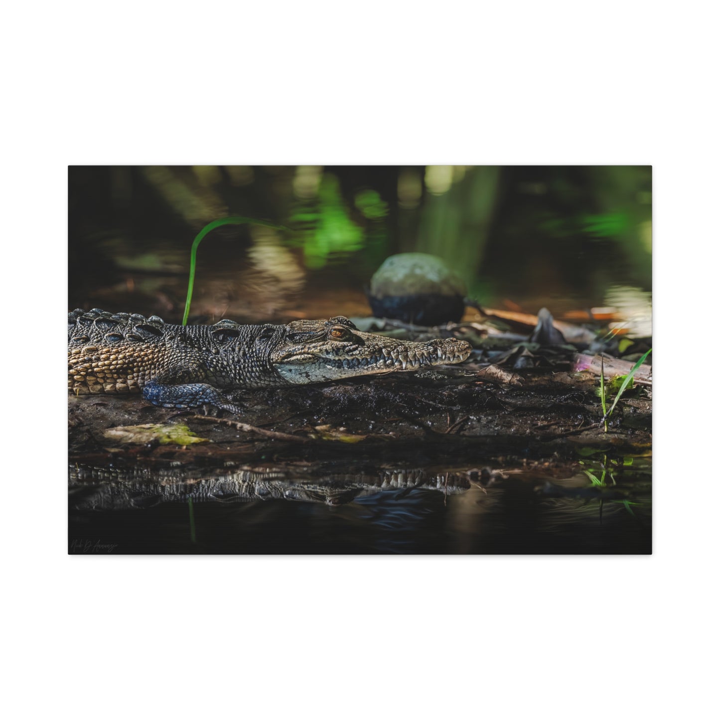Oaxacroc | Canvas Print