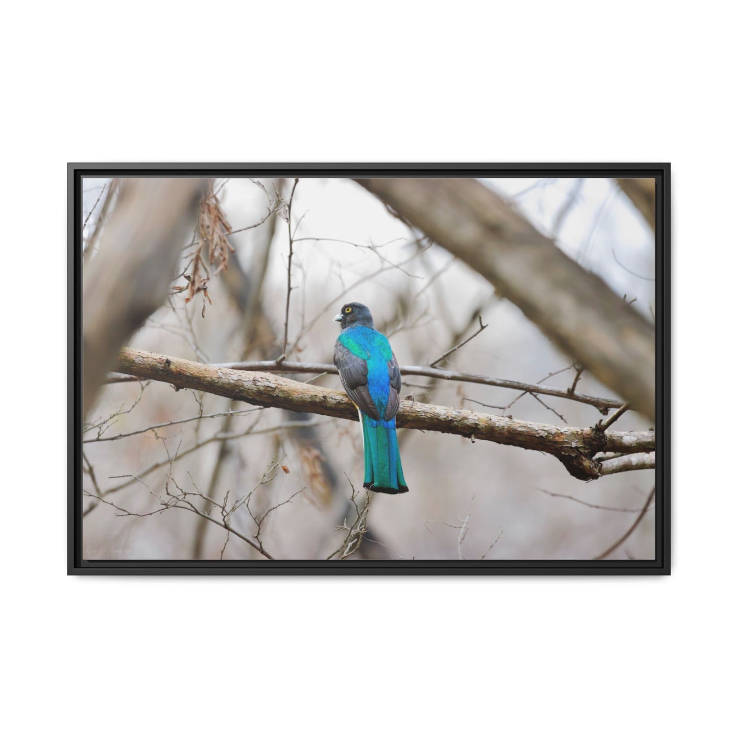 Citrine Trogon | Framed Canvas