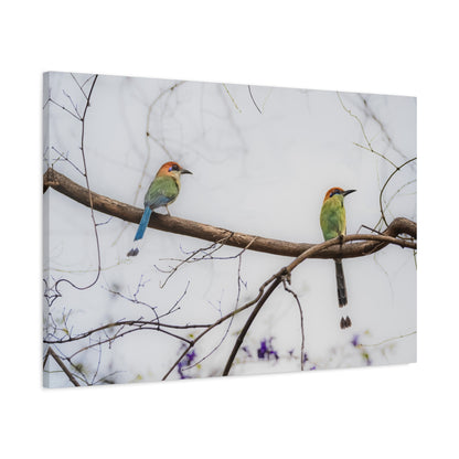 Twin Motmot | Canvas Print