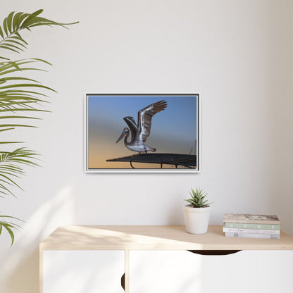Coastal Pelican | Framed Canvas