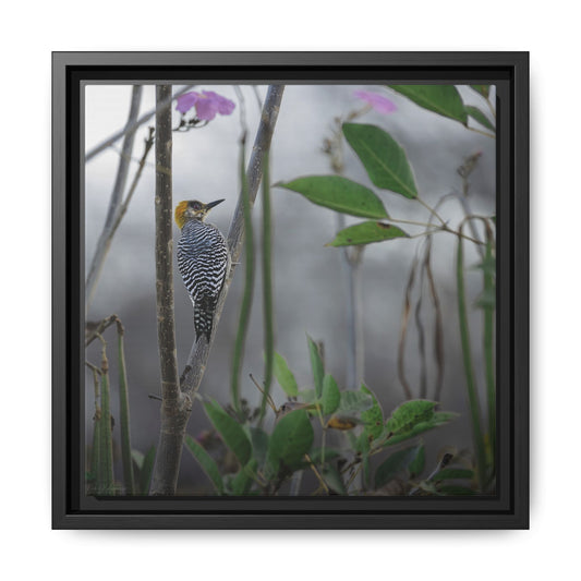 Golden Cheek | Framed Canvas