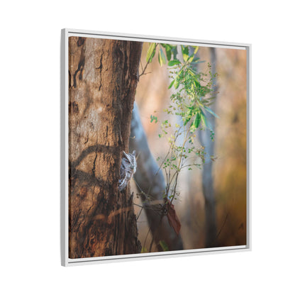 Pacific Screech | Framed Canvas