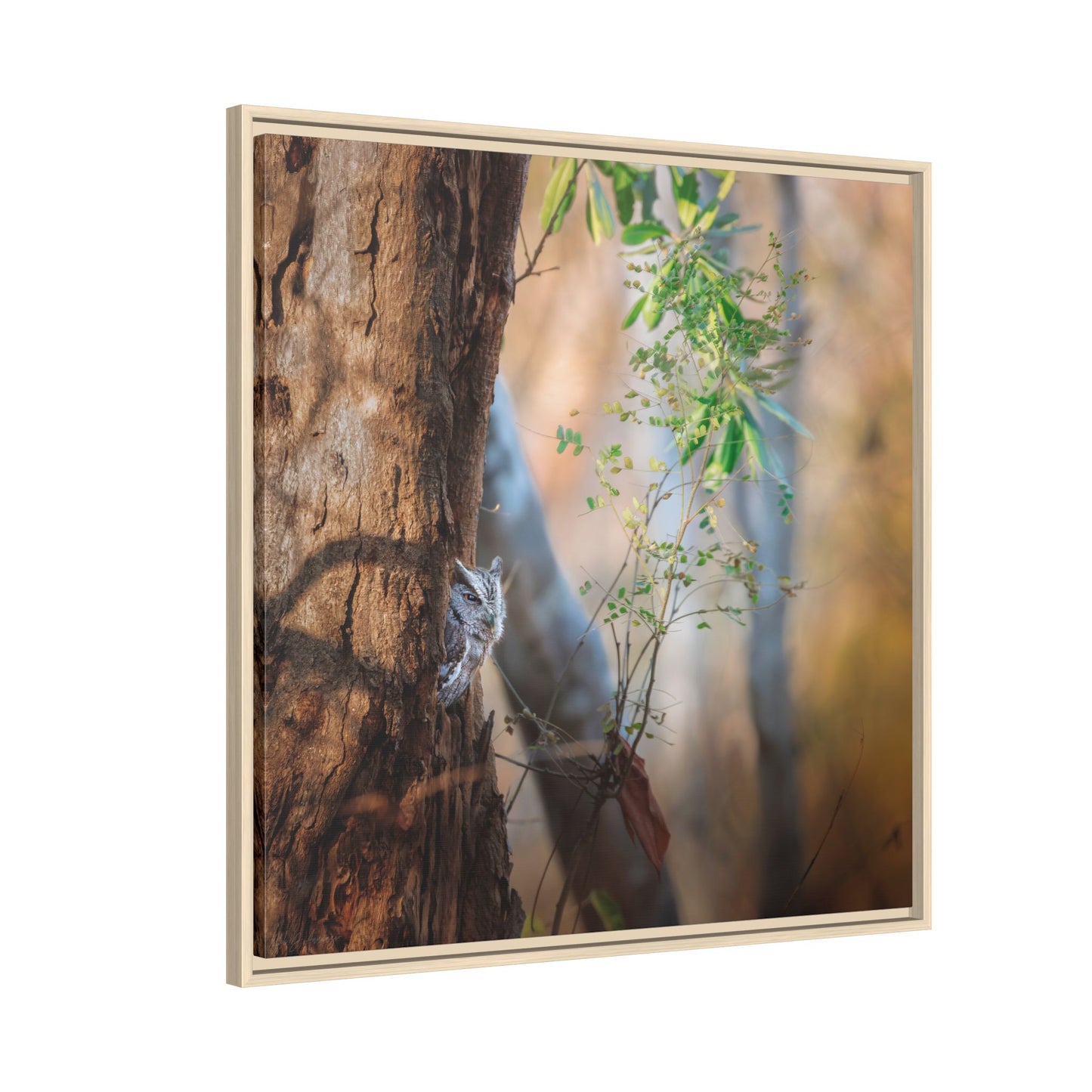 Pacific Screech | Framed Canvas