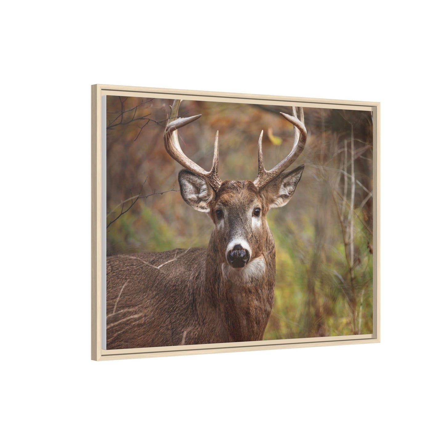 Woodland Buck | Framed Canvas