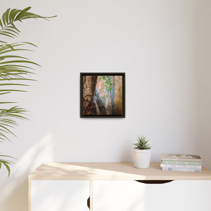 Pacific Screech | Framed Canvas