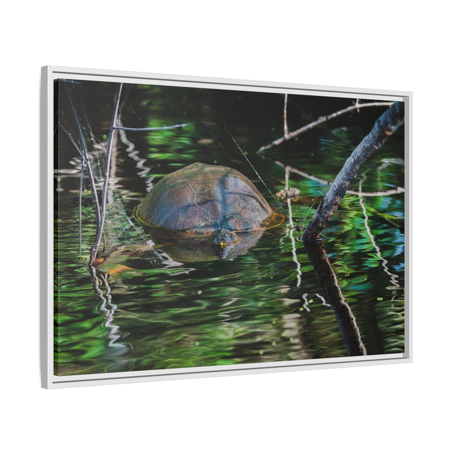Untitled (Painted Turtle) | Framed Canvas