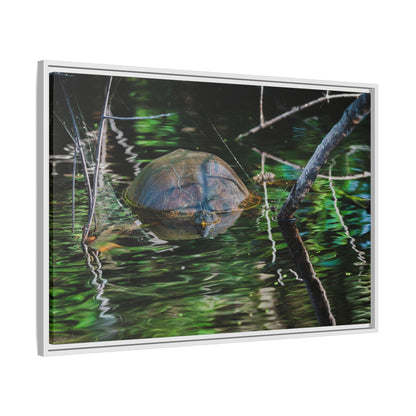 Untitled (Painted Turtle) | Framed Canvas