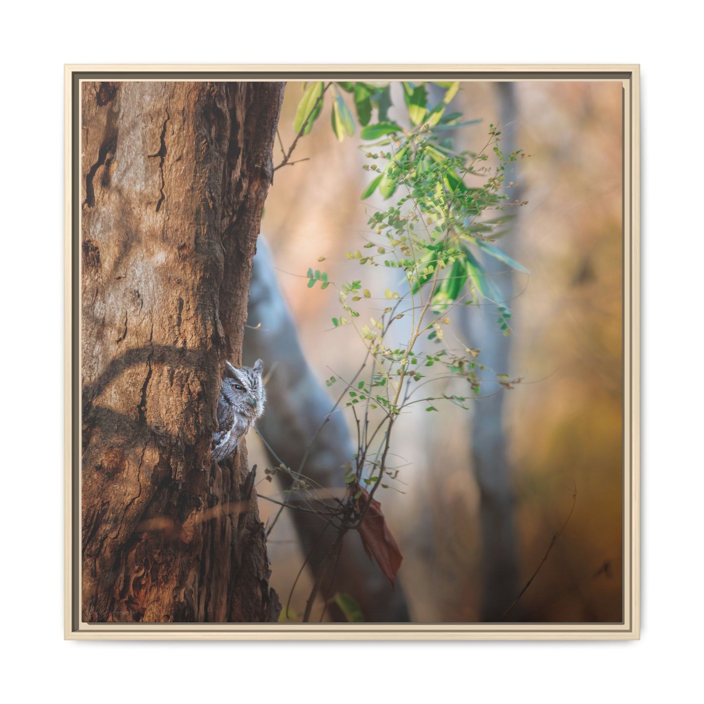 Pacific Screech | Framed Canvas