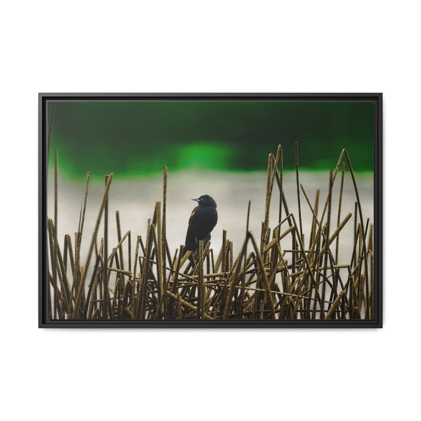 Blackbird | Framed Canvas
