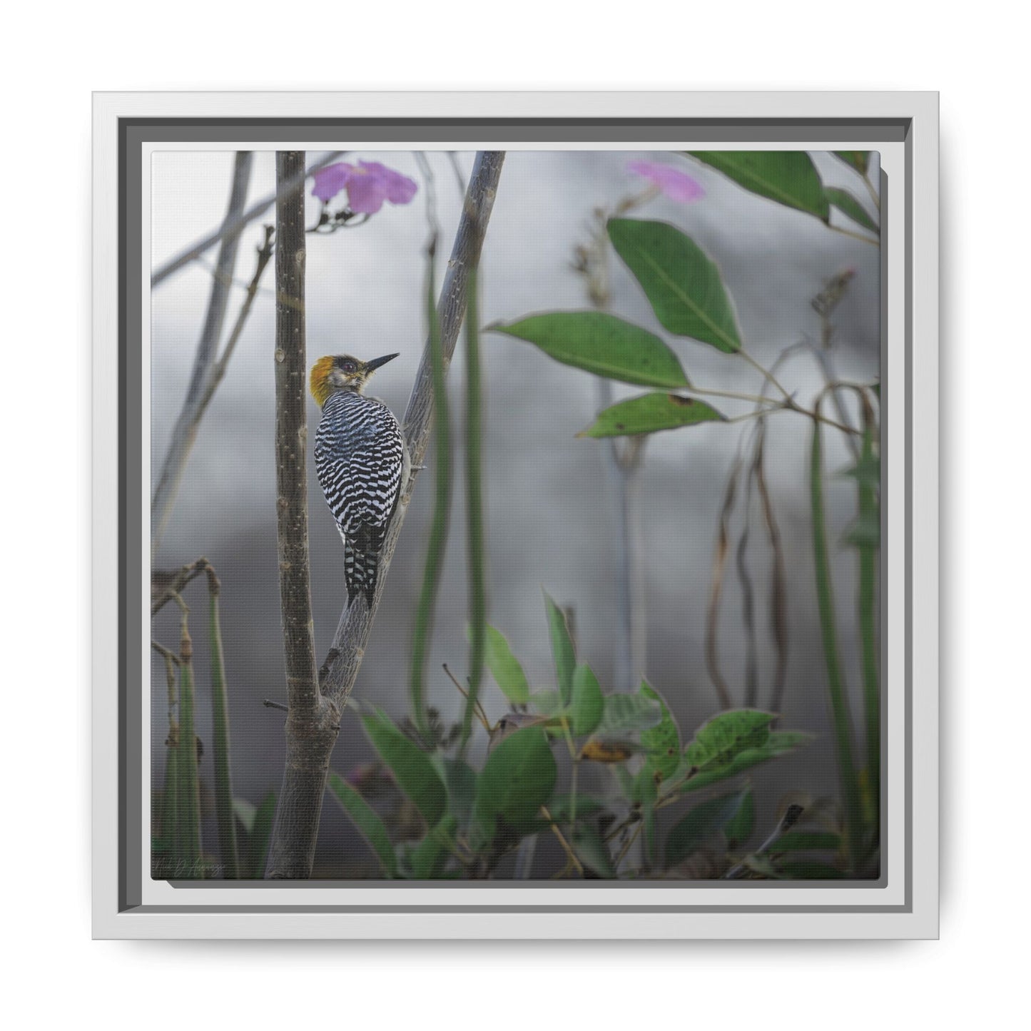Golden Cheek | Framed Canvas