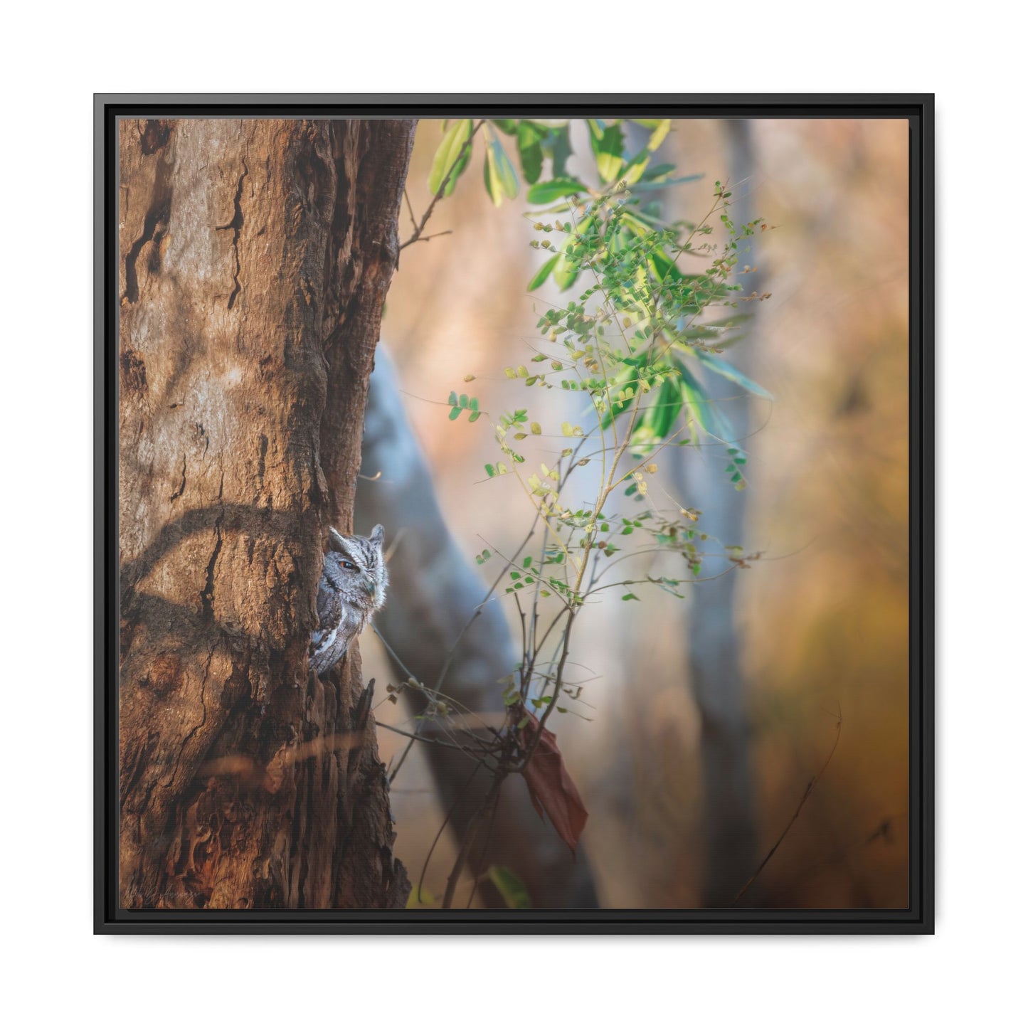 Pacific Screech | Framed Canvas