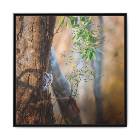 Pacific Screech | Framed Canvas