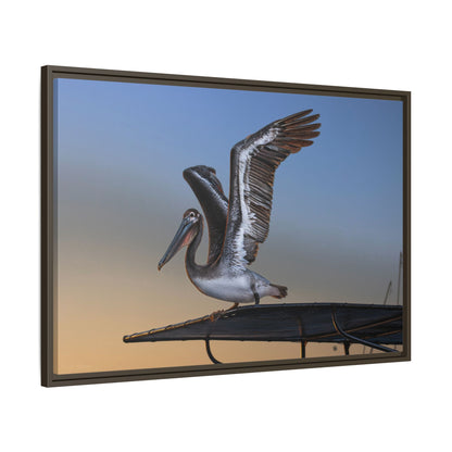 Coastal Pelican | Framed Canvas