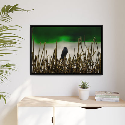 Blackbird | Framed Canvas