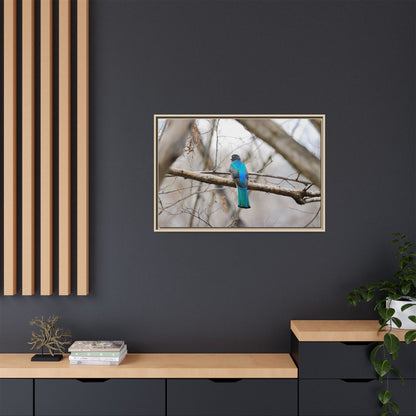 Citrine Trogon | Framed Canvas