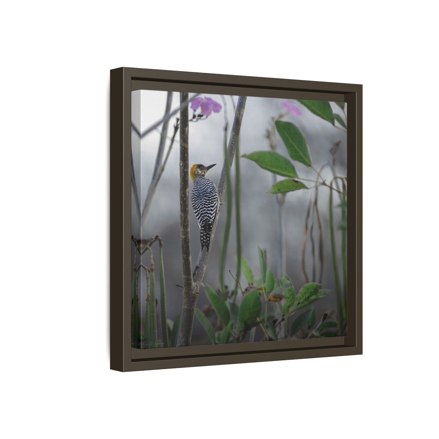 Golden Cheek | Framed Canvas