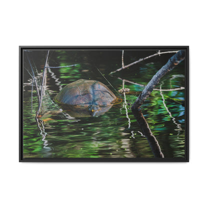 Untitled (Painted Turtle) | Framed Canvas