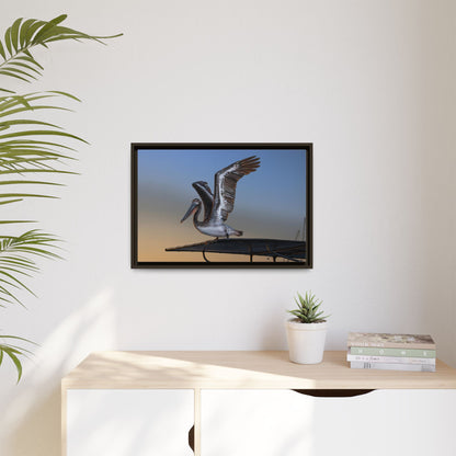 Coastal Pelican | Framed Canvas