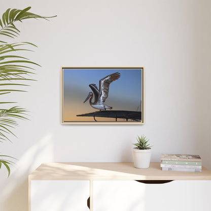 Coastal Pelican | Framed Canvas