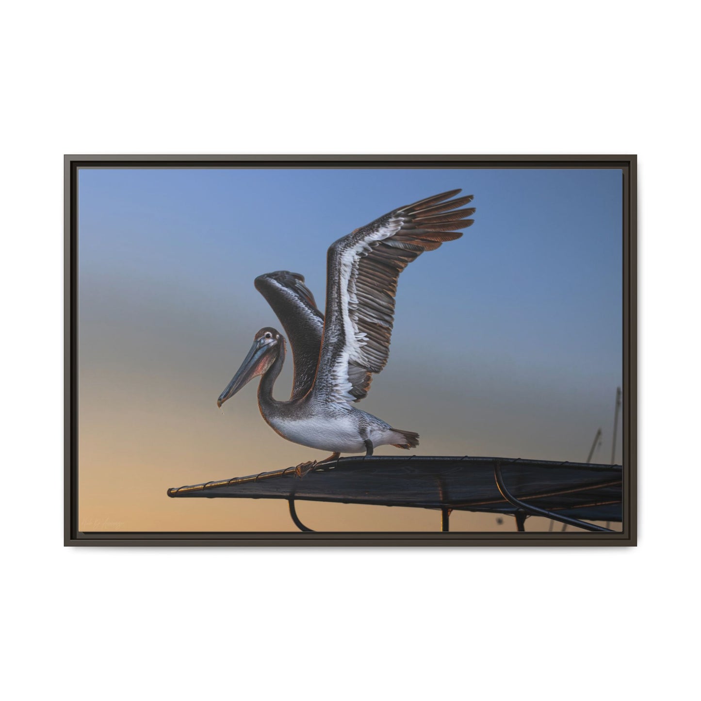 Coastal Pelican | Framed Canvas