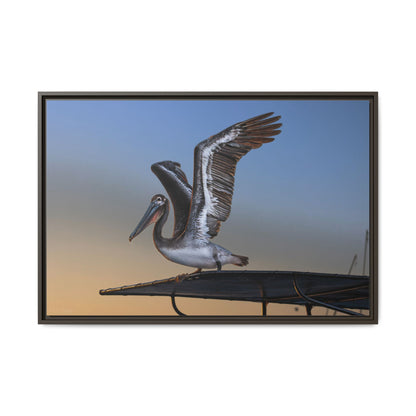 Coastal Pelican | Framed Canvas