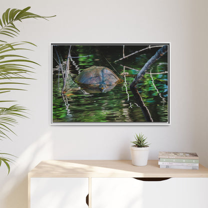 Untitled (Painted Turtle) | Framed Canvas