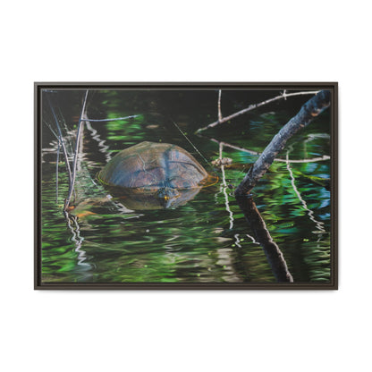 Untitled (Painted Turtle) | Framed Canvas