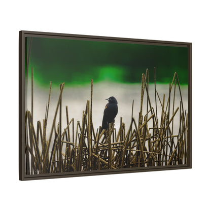 Blackbird | Framed Canvas