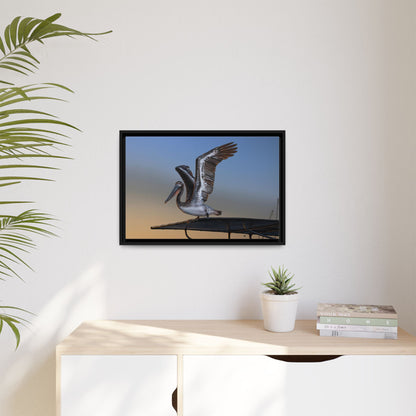 Coastal Pelican | Framed Canvas