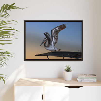 Coastal Pelican | Framed Canvas