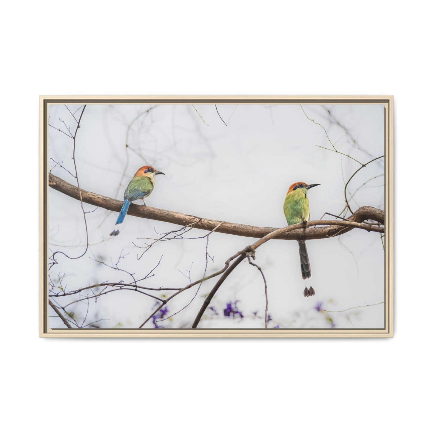 Twin Motmot | Framed Canvas
