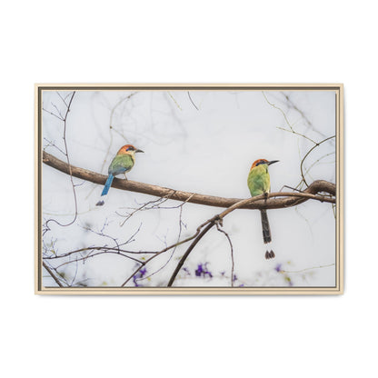 Twin Motmot | Framed Canvas