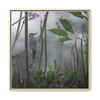 Golden Cheek | Framed Canvas