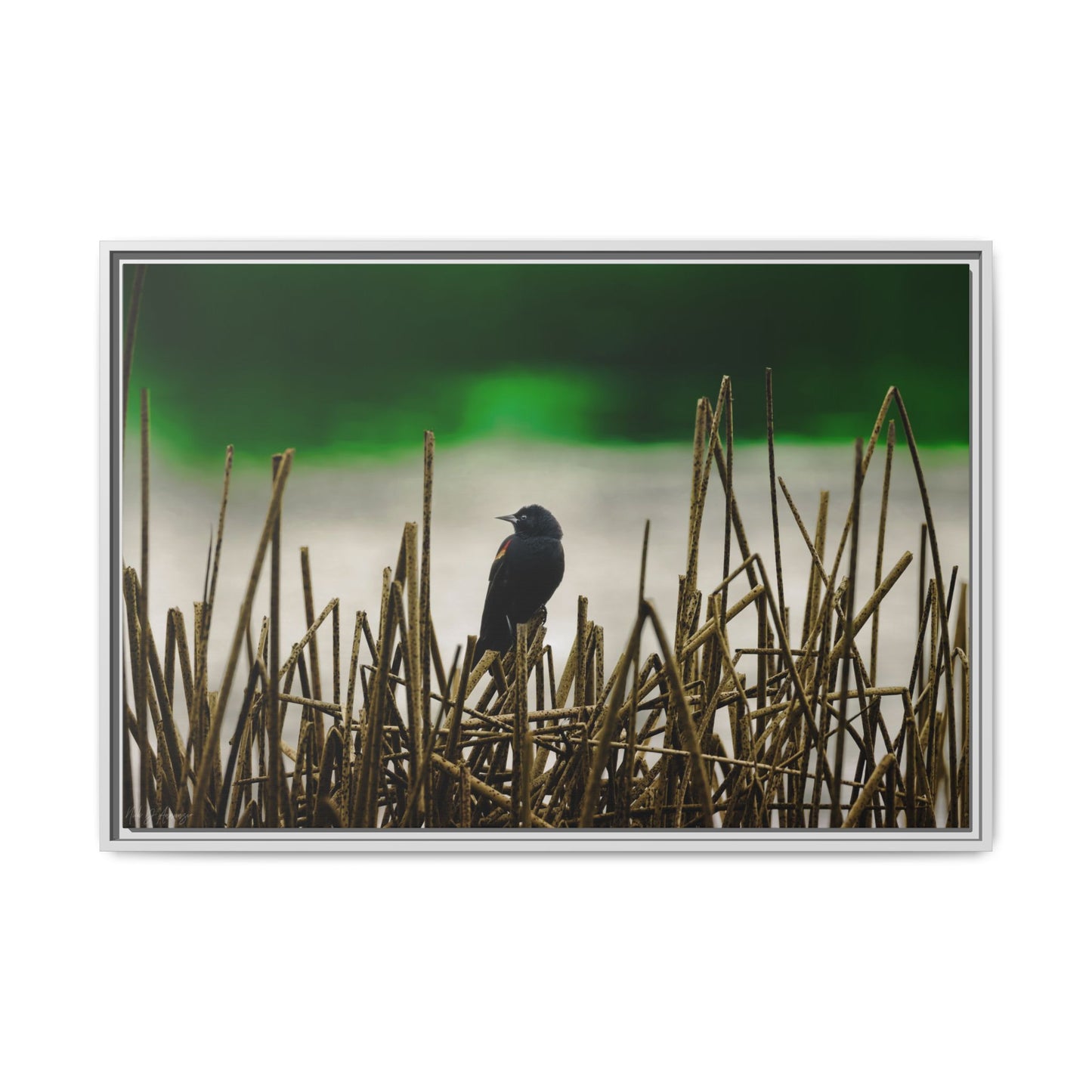 Blackbird | Framed Canvas