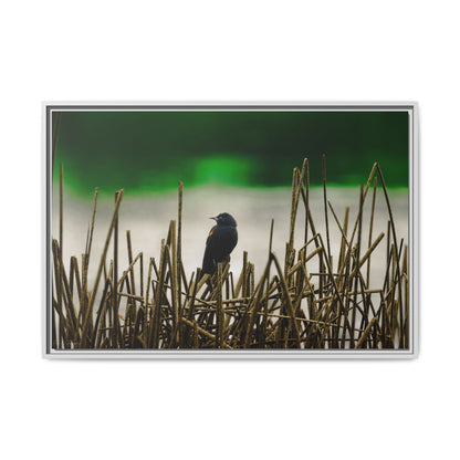 Blackbird | Framed Canvas