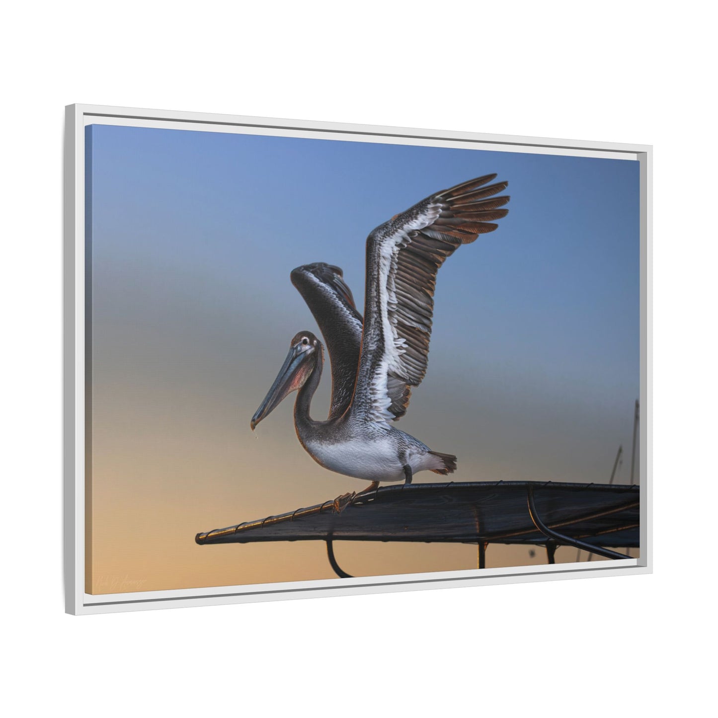 Coastal Pelican | Framed Canvas