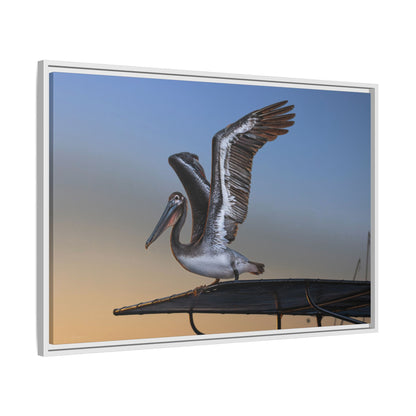 Coastal Pelican | Framed Canvas