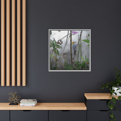 Golden-Cheeked Woodpecker II Framed Canvas Print