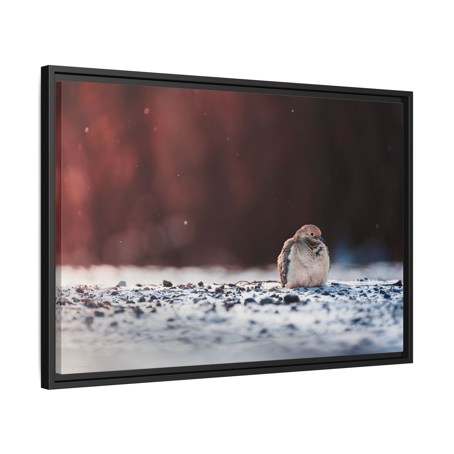 Dove | Black Framed Canvas
