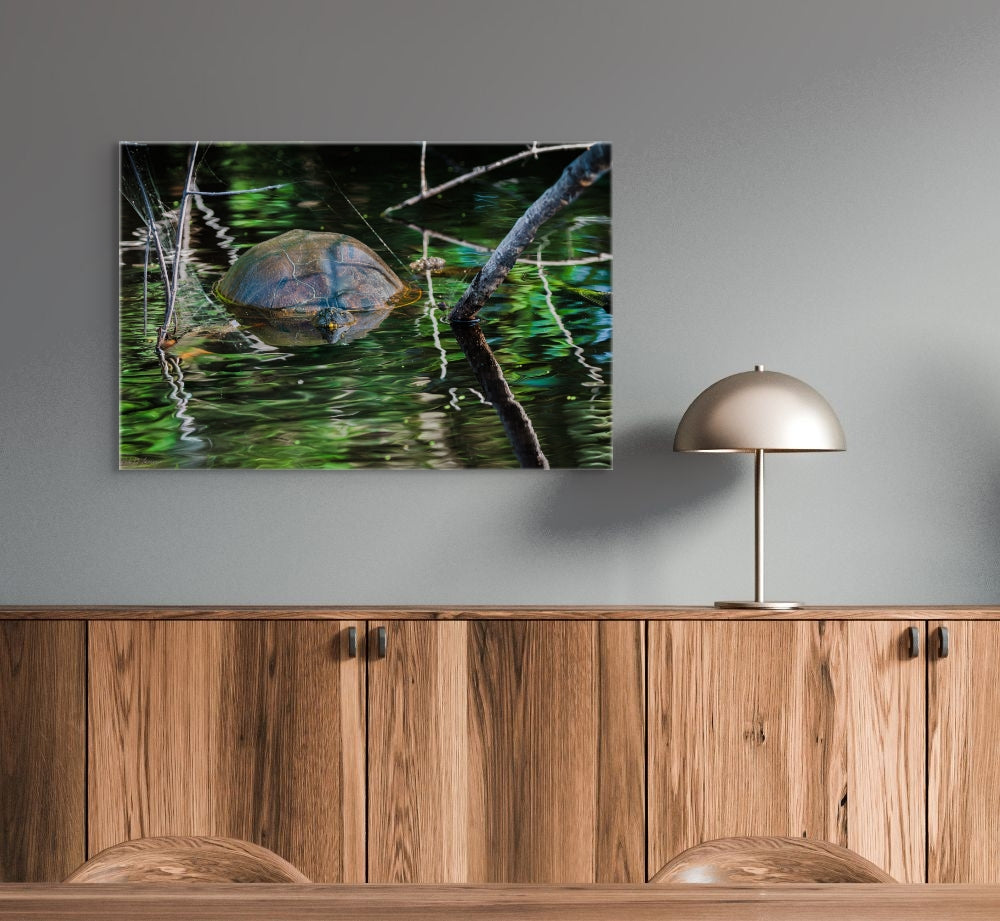 Untitled (Painted Turtle) | Canvas Print