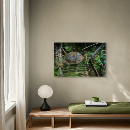 Untitled (Painted Turtle) | Canvas Print