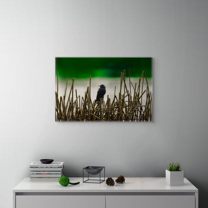 Blackbird | Canvas Print