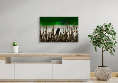 Blackbird | Canvas Print