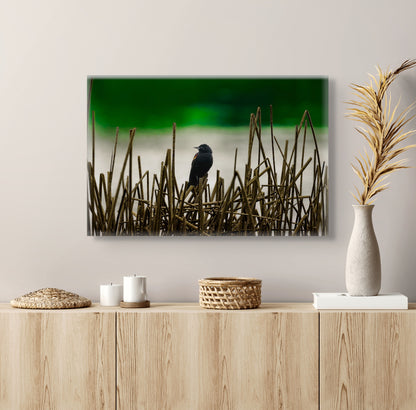 Blackbird | Canvas Print